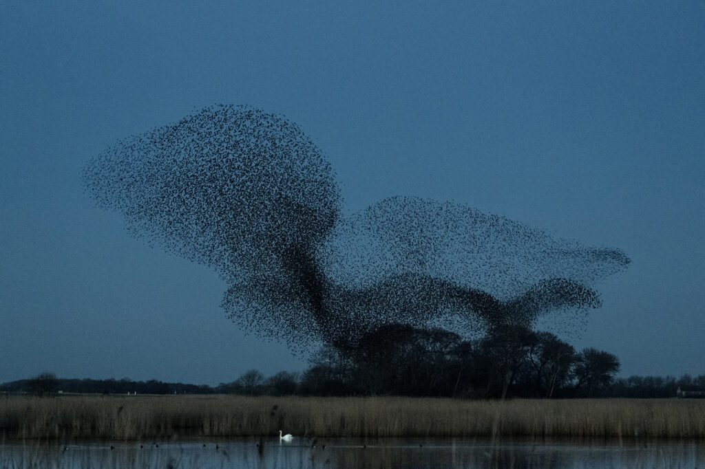 Soren Solkaer's starlings 1