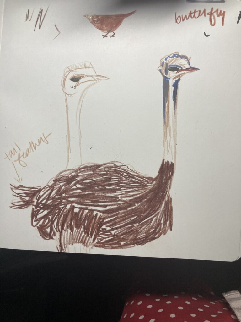 ostrich illustration