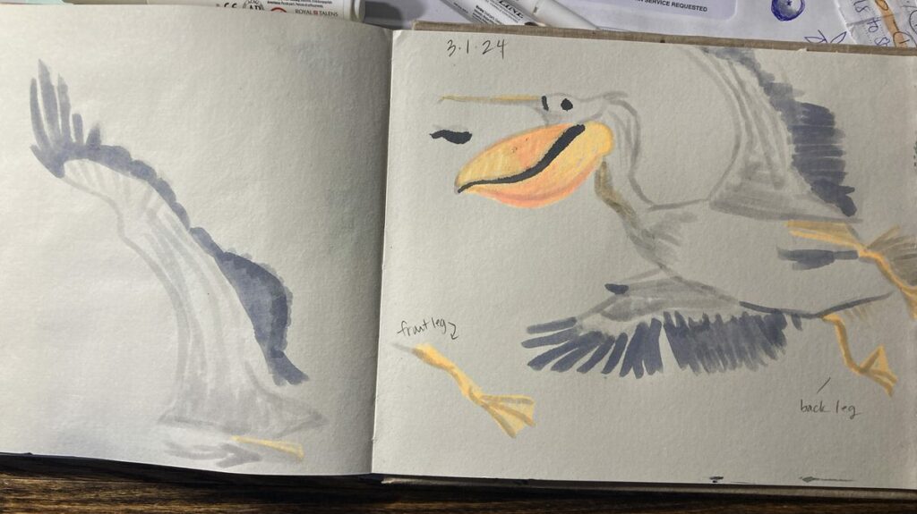 pelican drawing flying facing west, eating a fish 3-1-24