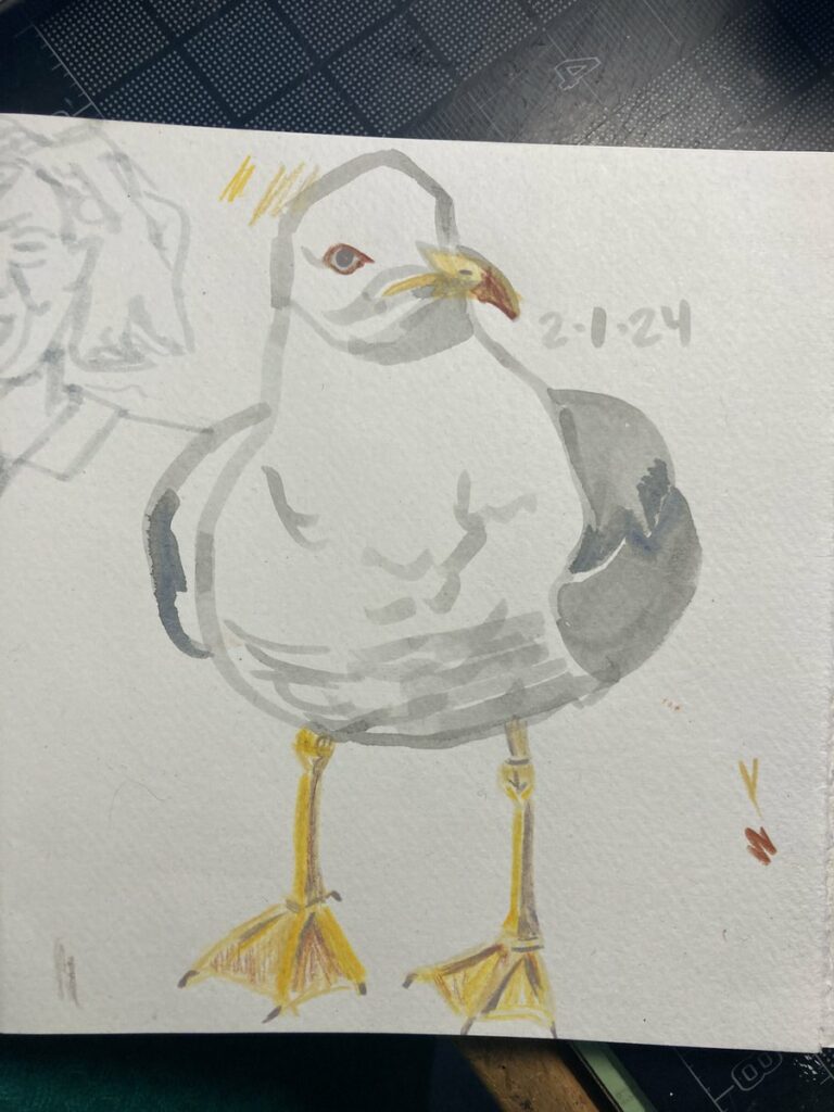 seagull drawing on 2-1-24